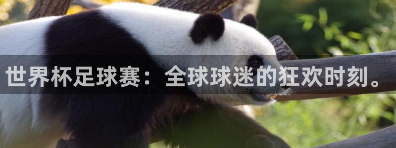 2026男足世界杯赛程：世界杯足球赛：全球球迷的狂欢时刻。
