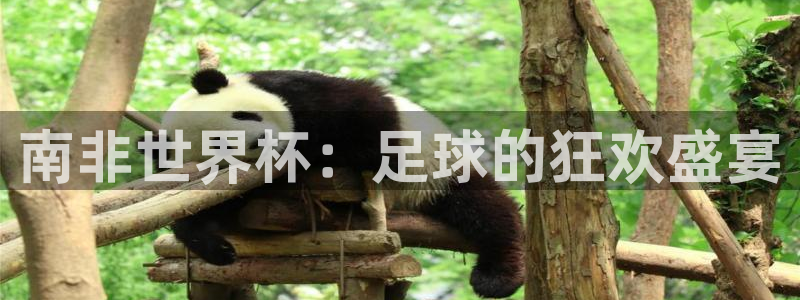 免费足球比赛直播高清：南非世界杯：足球的狂欢盛宴